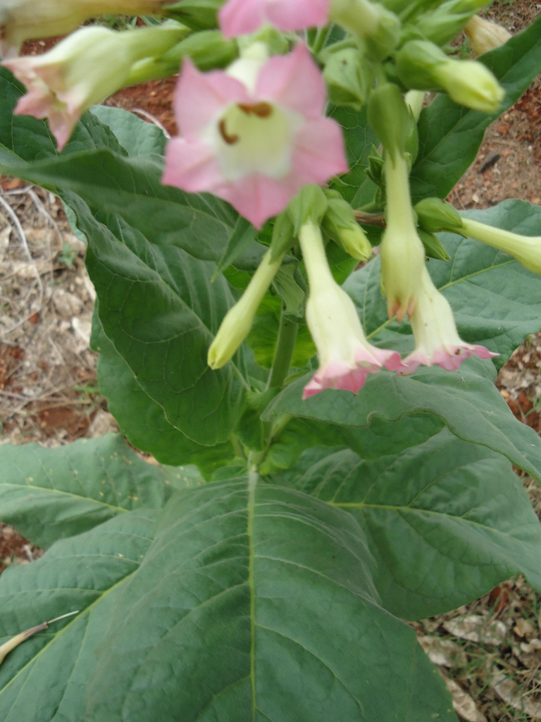 cultivated tobacco